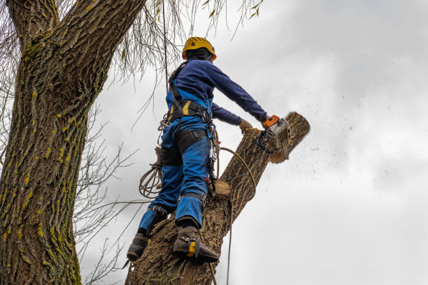 Professional Tree Care Services in Bradley Beach, NJ