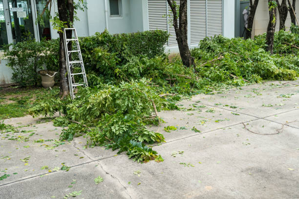 How Our Tree Care Process Works  in  Bradley Beach, NJ